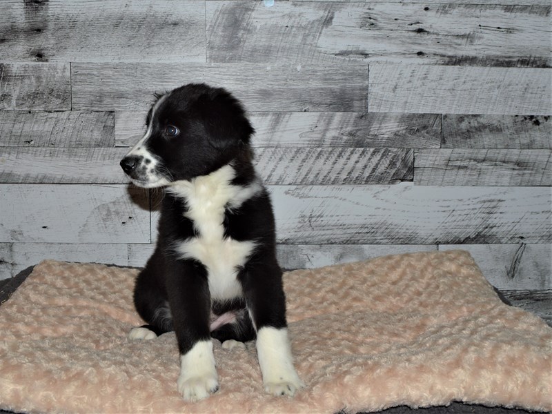 Aussie Sheltie-Male-Black and White-2891549-Petland Dunwoody