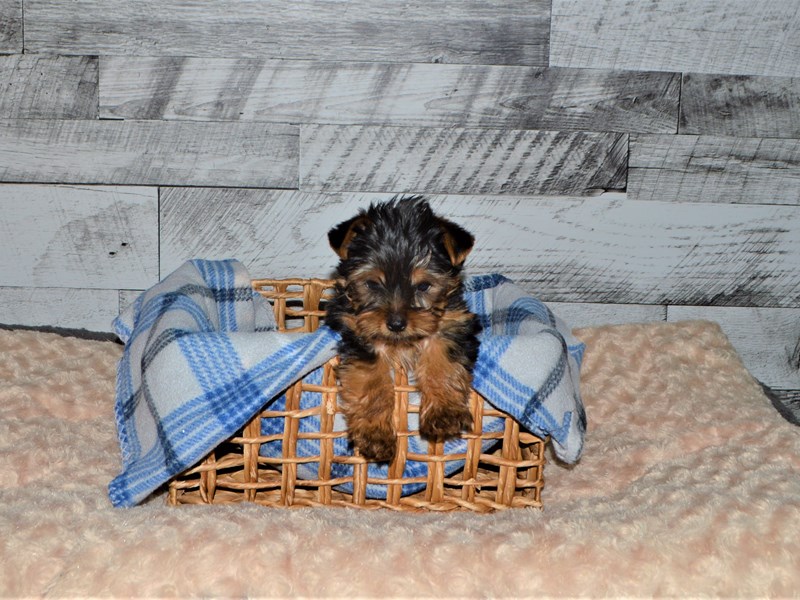 Yorkshire Terrier-DOG-Male-Black and Tan-2891640-Petland Dunwoody Puppies For Sale
