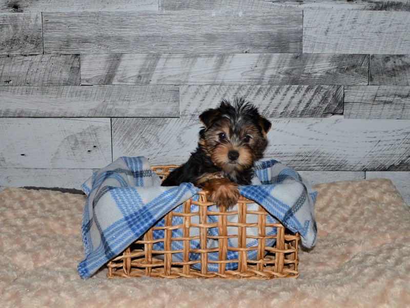 Yorkshire Terrier-DOG-Female-Black and Tan-2891642-Petland Dunwoody Puppies For Sale