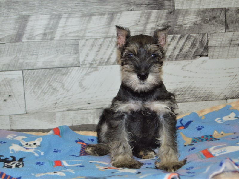 Miniature Schnauzer-DOG-Male-Salt and Pepper-2898859-Petland Dunwoody Puppies For Sale