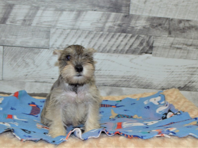 Miniature Schnauzer-DOG-Female-Salt and Pepper-2898863-Petland Dunwoody Puppies For Sale