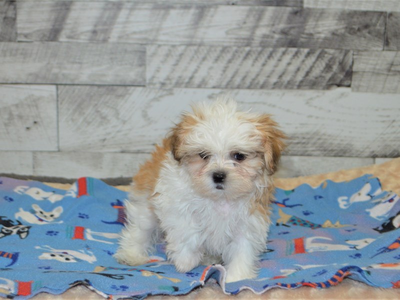 Mal-Shi-DOG-Female-Red and White-2898161-Petland Dunwoody Puppies For Sale