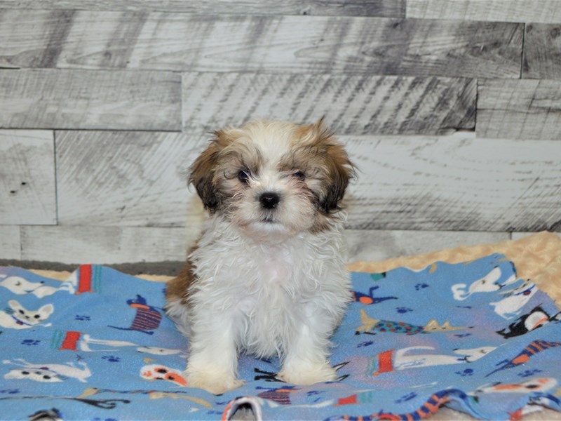 Mal-Shi-Male-Red and White-2898162-Petland Dunwoody Puppies For Sale