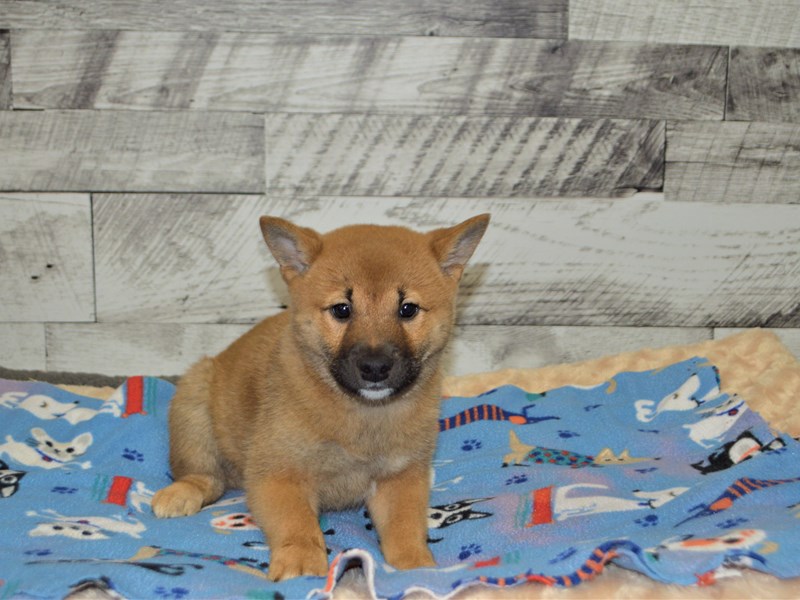 Shiba Inu-DOG-Female-Red Sesame-2898075-Petland Dunwoody Puppies For Sale
