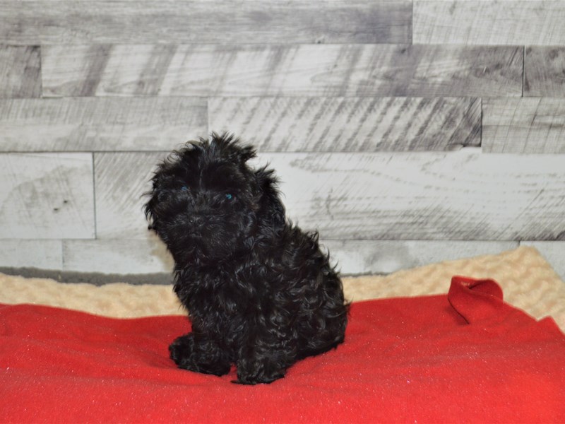 Havachon-Male-Black-2898151-Petland Dunwoody Puppies For Sale