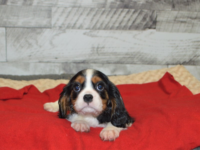 Cavalier King Charles Spaniel-DOG-Male-Black and White-2898106-Petland Dunwoody Puppies For Sale