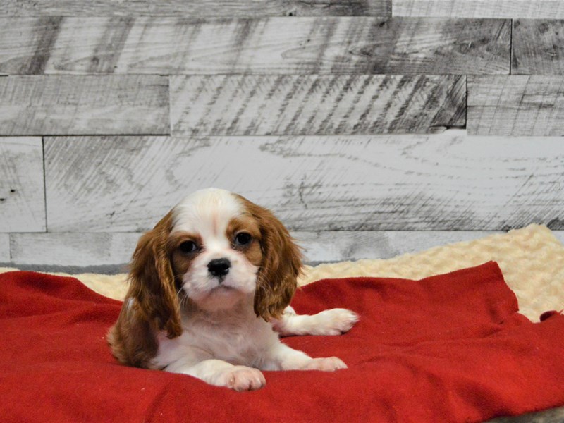 Cavalier King Charles Spaniel-DOG-Female-Blenheim-2898107-Petland Dunwoody Puppies For Sale