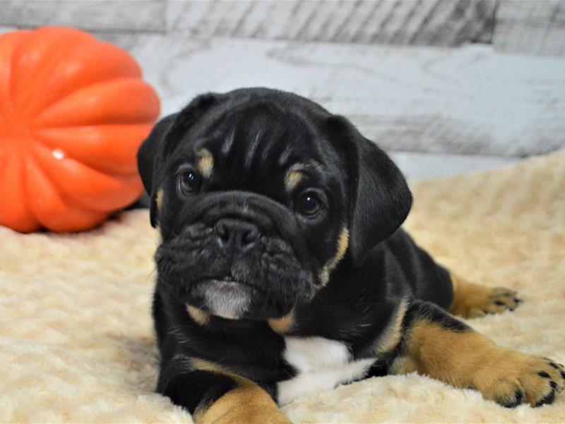 English Bulldog-DOG-Male-Black and Tan-2897767-Petland Dunwoody Puppies For Sale