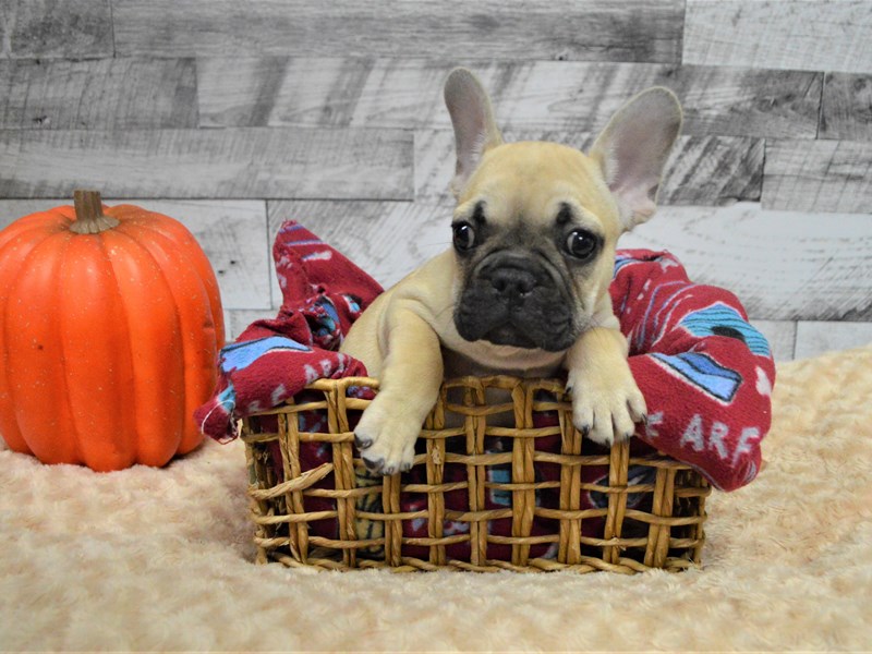 French Bulldog-DOG-Male-Fawn with Black Mask-2897652-Petland Dunwoody Puppies For Sale