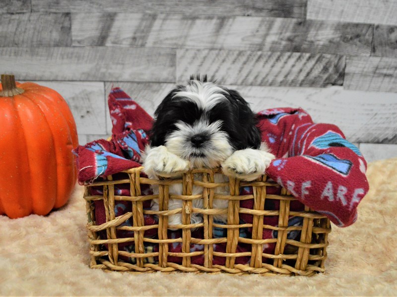 Shih Tzu-DOG-Female-Black and White-2898493-Petland Dunwoody Puppies For Sale