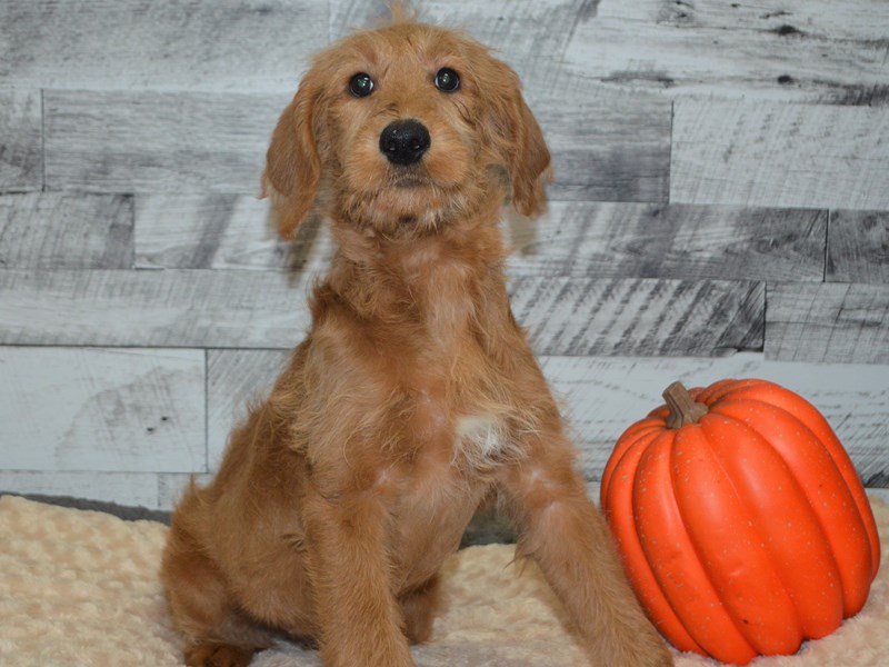 Labradoodle-Female-Red-2898502-Petland Dunwoody Puppies For Sale