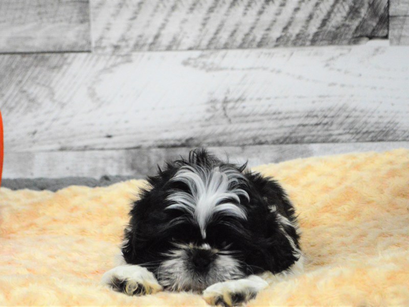 Shih Tzu-DOG-Male-Black and White-2898495-Petland Dunwoody Puppies For Sale