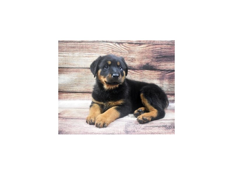 Rottweiler-DOG-Female-Black and Mahogany-2905356-Petland Dunwoody Puppies For Sale