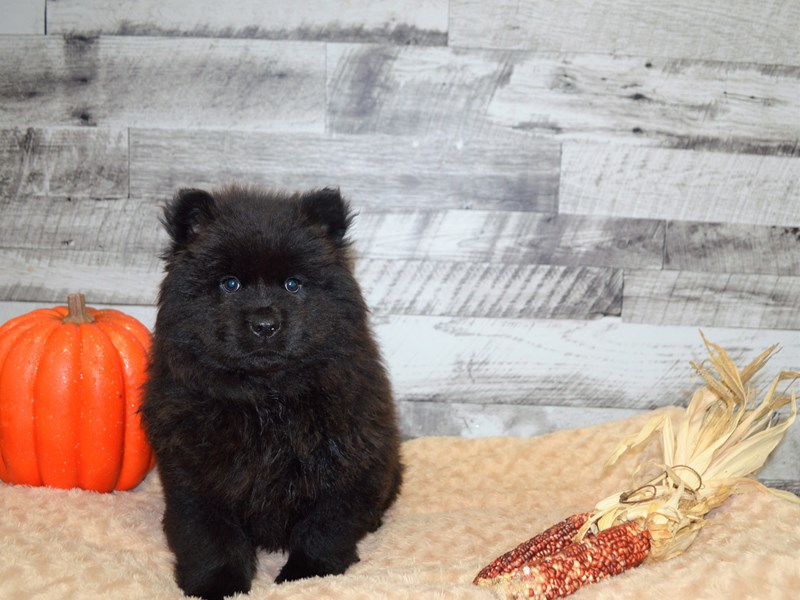 Chow Chow-Female-Black-2905201-Petland Dunwoody Puppies For Sale