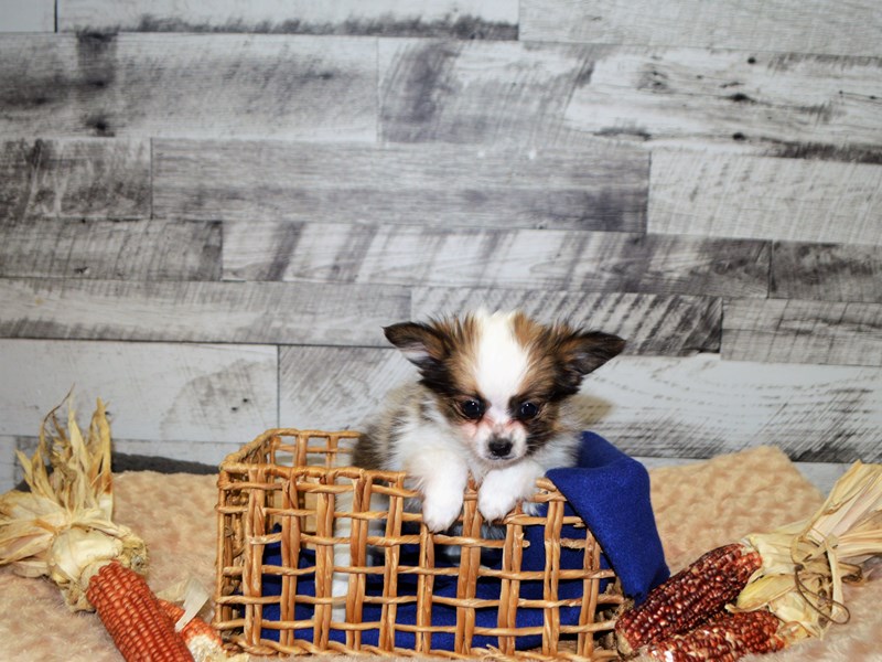 Papillon-DOG-Male-White and Sable-2905189-Petland Dunwoody Puppies For Sale