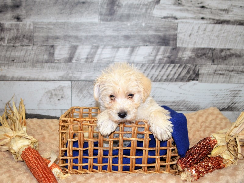 Westiepoo-DOG-Female-Apricot-2905238-Petland Dunwoody Puppies For Sale