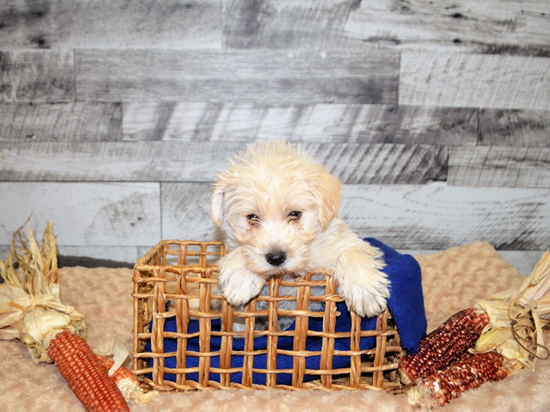 Westiepoo-Female-Apricot-2905238-Petland Dunwoody