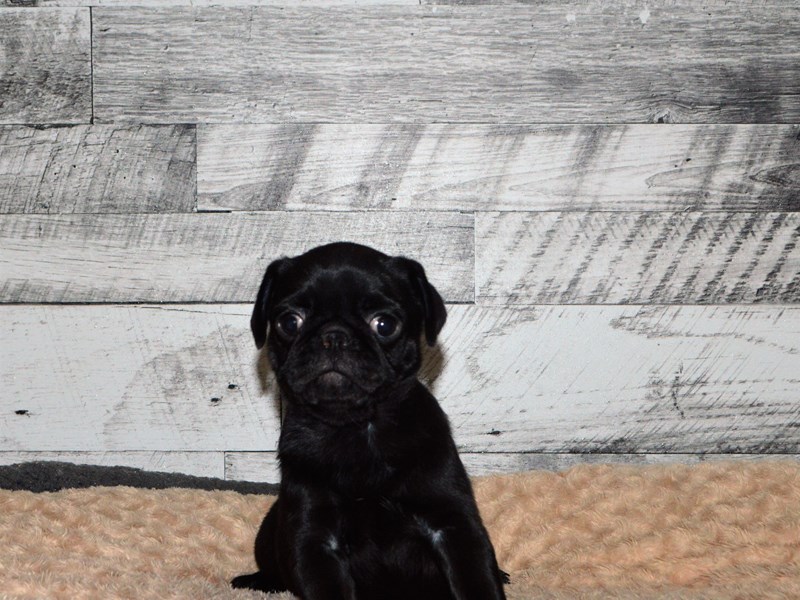 Pug-DOG-Male-Black-2905182-Petland Dunwoody Puppies For Sale