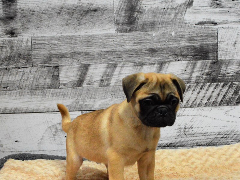 Puggle-DOG-Male-Fawn-2905301-Petland Dunwoody Puppies For Sale