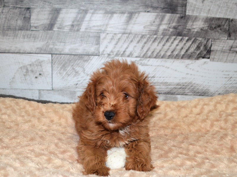 F1B Mini Goldendoodle-DOG-Male-Apricot-2904983-Petland Dunwoody Puppies For Sale