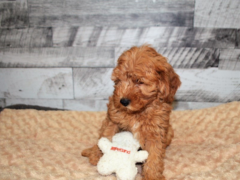 F1B Mini Goldendoodle-DOG-Female-Apricot-2904985-Petland Dunwoody Puppies For Sale