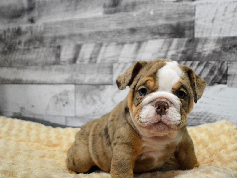 English Bulldog-DOG-Male-Chocolate Tri Merle-2904956-Petland Dunwoody Puppies For Sale