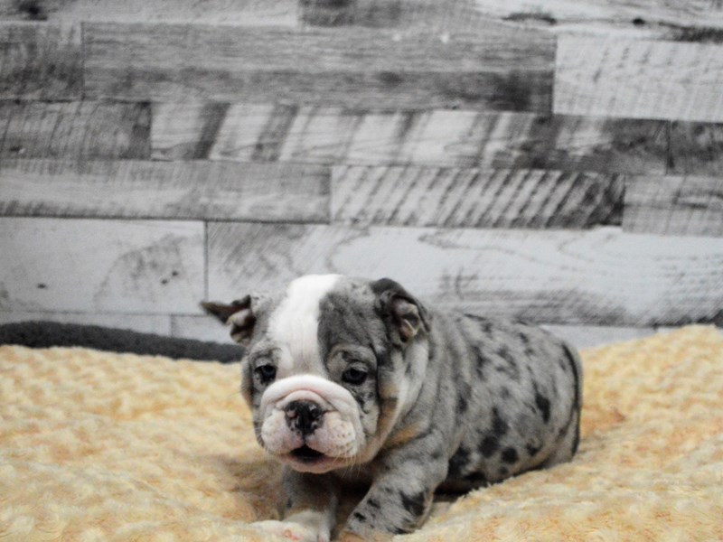 English Bulldog-DOG-Male-Blue Tri Merle-2904974-Petland Dunwoody Puppies For Sale