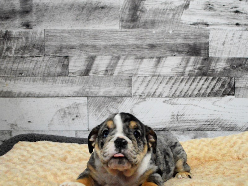 English Bulldog-DOG-Female-Black Tri Merle-2904975-Petland Dunwoody Puppies For Sale