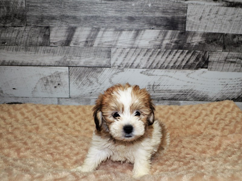 Teddy Bear-DOG-Female-Brown and White-2904979-Petland Dunwoody Puppies For Sale