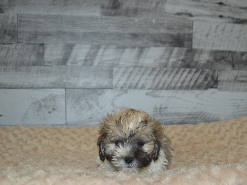 Teddy Bear-DOG-Male-Brown and White-2904978-Petland Dunwoody Puppies For Sale