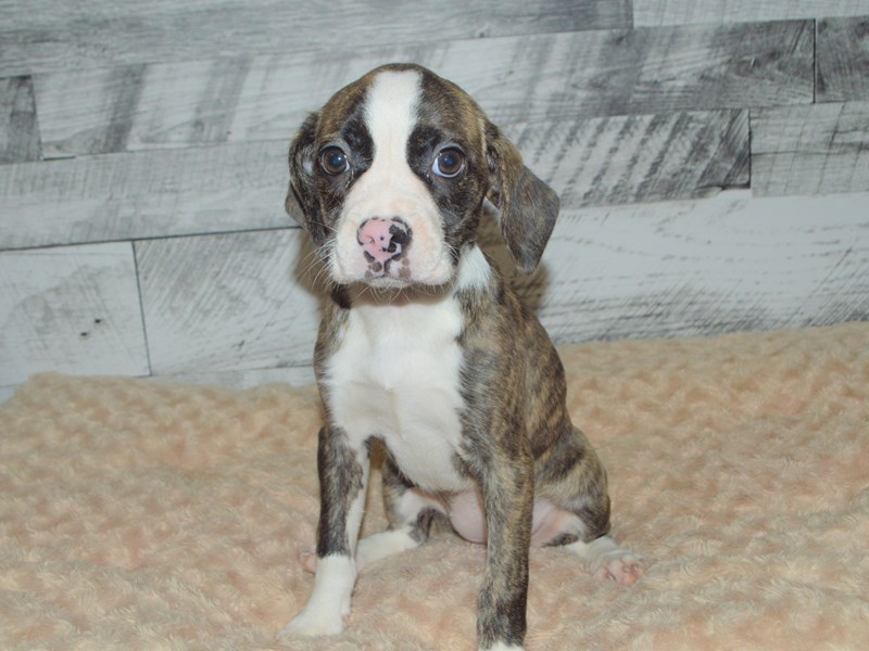 Boggle-Female-Brindle-2891585-Petland Dunwoody Puppies For Sale
