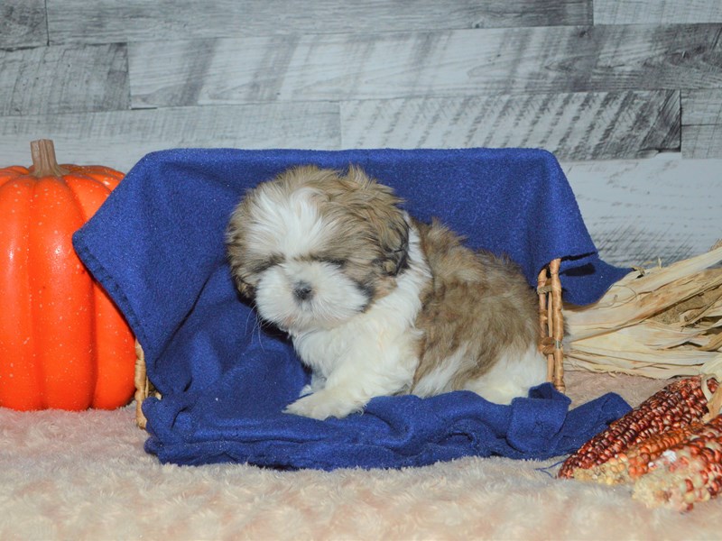 Shih Tzu-DOG-Male-Gold and White-2905780-Petland Dunwoody Puppies For Sale