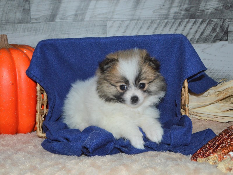 Pomeranian-DOG-Female-Brown and White-2905693-Petland Dunwoody Puppies For Sale