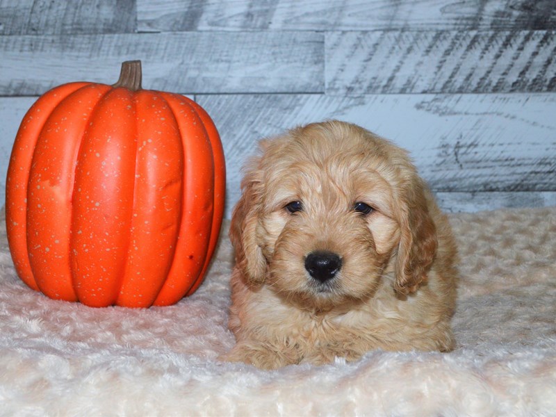 F1 Mini Goldendoodle-DOG-Male-Golden-2910979-Petland Dunwoody Puppies For Sale