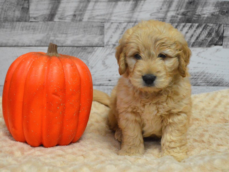 F1 Mini Goldendoodle-DOG-Male-Golden-2910991-Petland Dunwoody Puppies For Sale