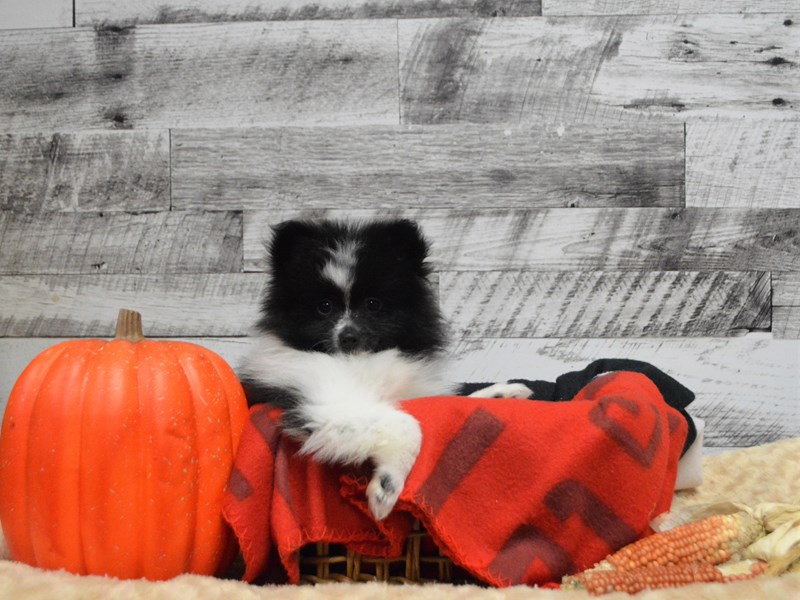 Pomeranian-DOG-Male-Black and White-2910949-Petland Dunwoody Puppies For Sale