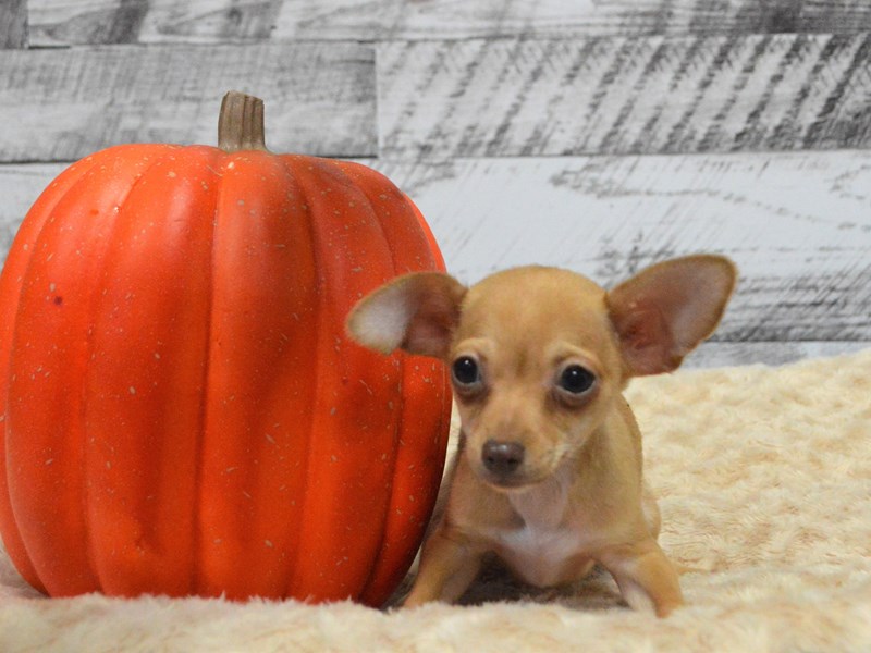 Chiweenie-Male-Fawn-2911362-Petland Dunwoody