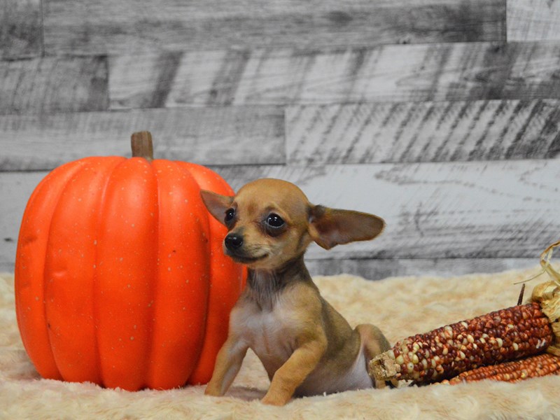Chiweenie-Female-Fawn-2911364-Petland Dunwoody Puppies For Sale