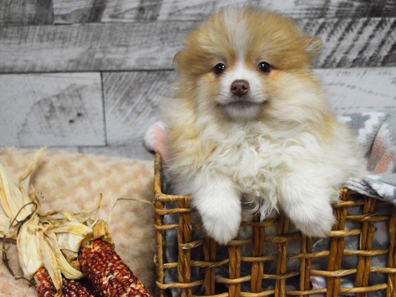 Pom-Shih-DOG-Male-Parti-2913857-Petland Dunwoody Puppies For Sale