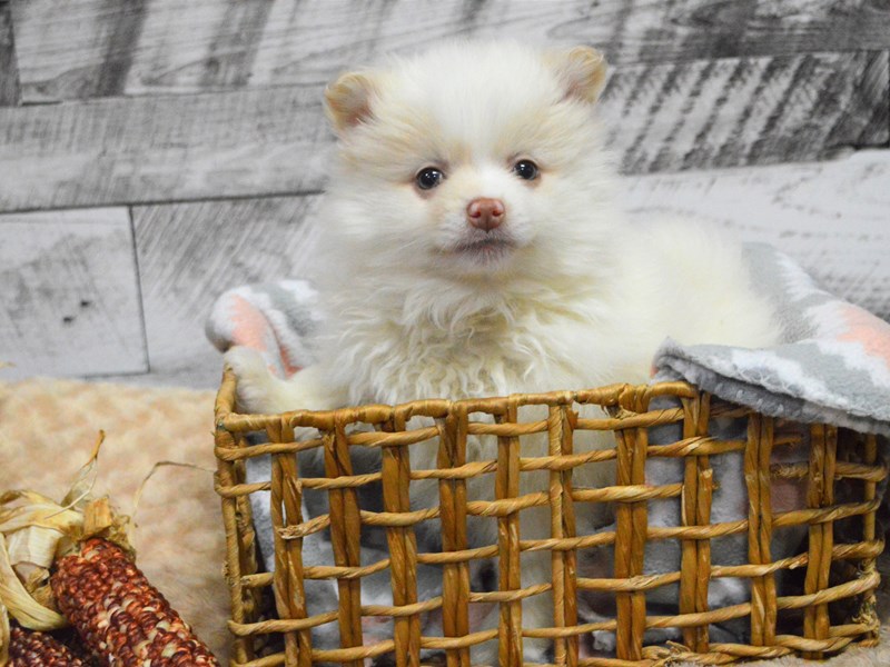 Pom-Shih-Male-Parti-2913853-Petland Dunwoody Puppies For Sale