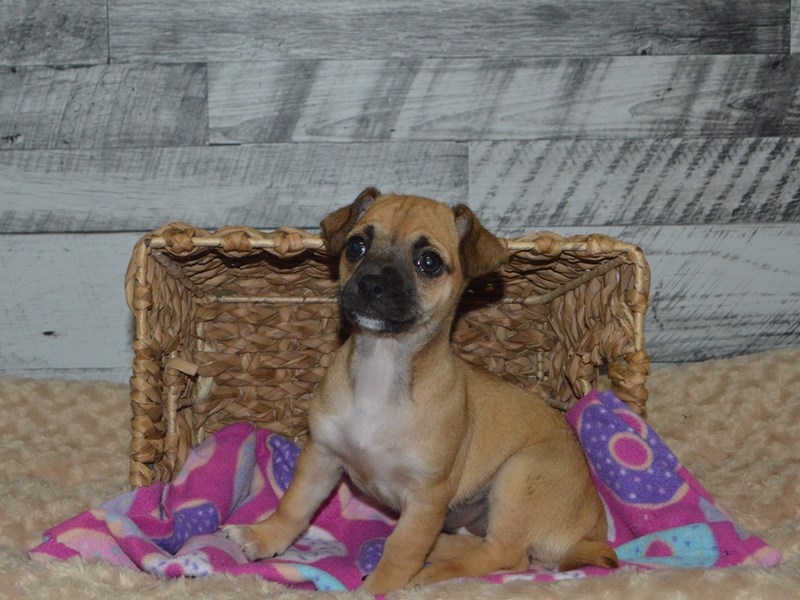 Chihuahua-DOG-Female-Fawn-2862814-Petland Dunwoody Puppies For Sale