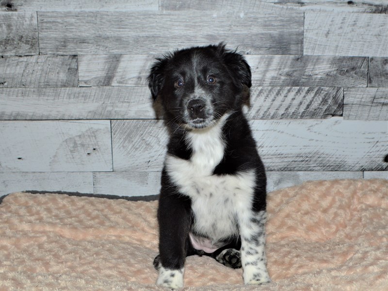 Aussie Sheltie-Female-Black and White-2891578-Petland Dunwoody Puppies For Sale