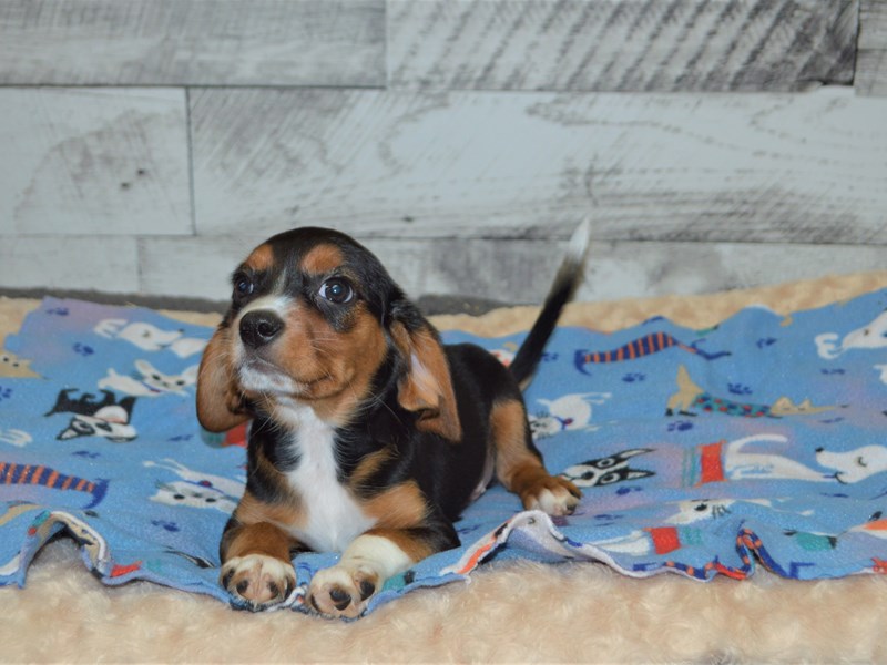 Beaglier-Male-Black White and Red-2898243-Petland Dunwoody Puppies For Sale