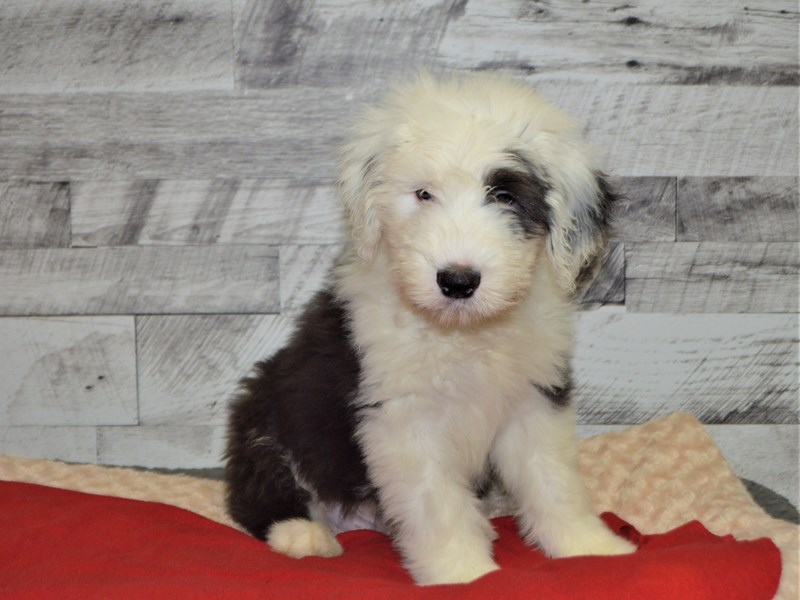 Old English Sheepdog-Male-Black and White-2898086-Petland Dunwoody