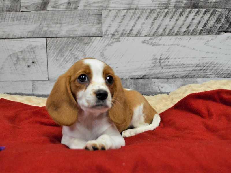 Beaglier-Female-Red and White-2898235-Petland Dunwoody Puppies For Sale