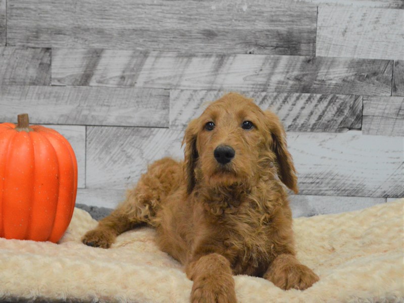 Labradoodle-DOG-Male-Red-2898501-Petland Dunwoody Puppies For Sale