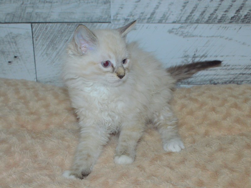 Ragdoll-CAT-Male-Seal Point-2907020-Petland Dunwoody Puppies For Sale