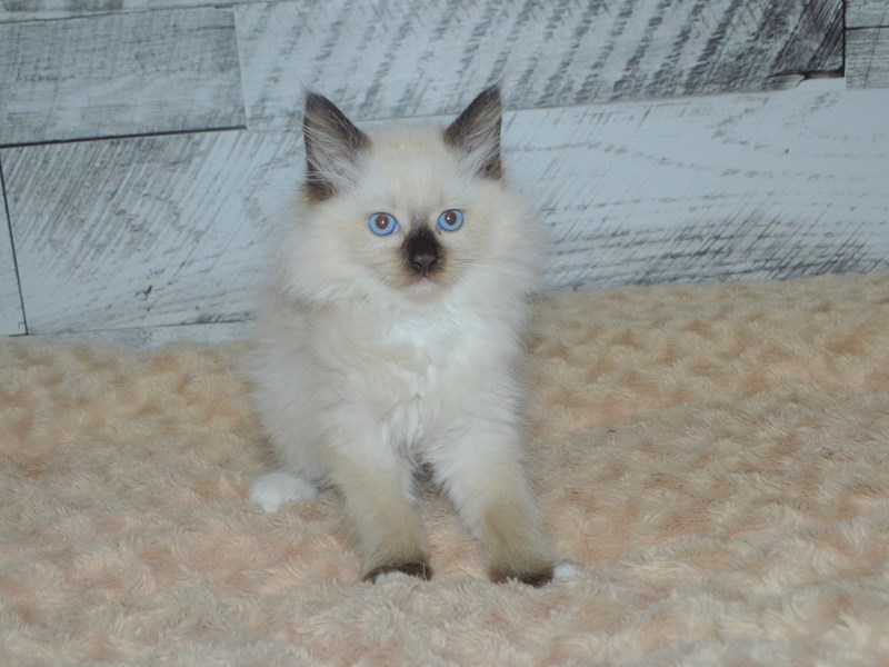 Ragdoll-CAT-Male-Seal Point-2907012-Petland Dunwoody Puppies For Sale