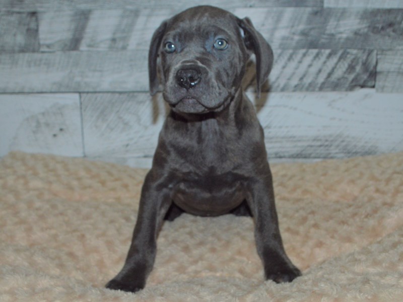 Cane Corso-Female-Blue Brindle-2904920-Petland Dunwoody Puppies For Sale