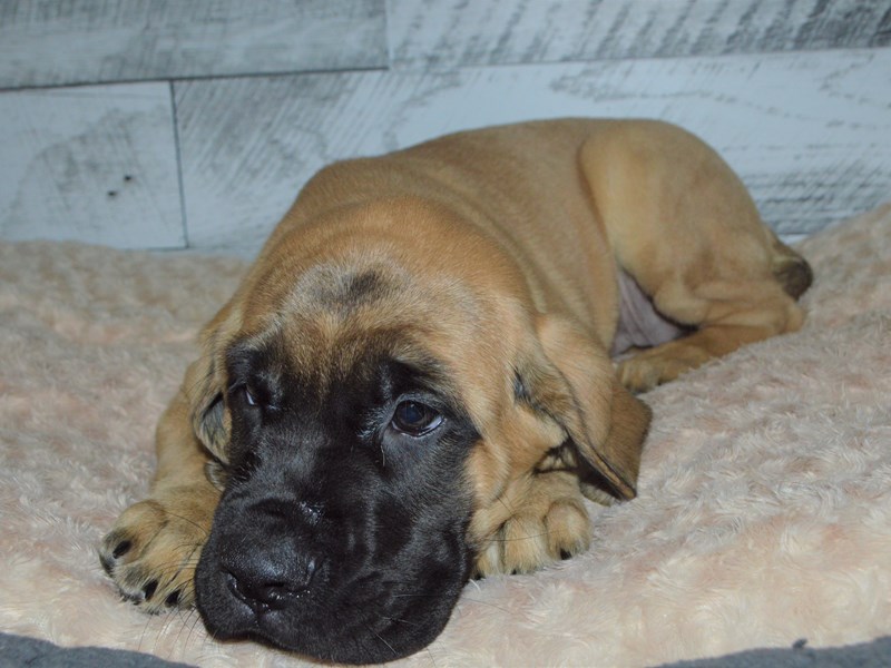 English Mastiff-DOG-Female-Fawn-2905726-Petland Dunwoody Puppies For Sale